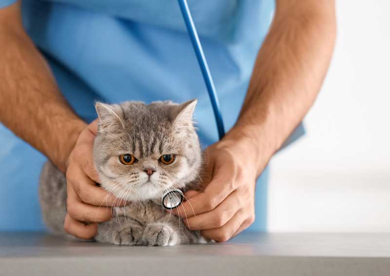 Carousel Slide 2: Cat veterinarians